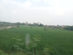 Areal persawahan di Desa Dangdeur yang jadi obyek pembebasan lahan oleh perusahaan pengembang perumahan. (Foto. atm)