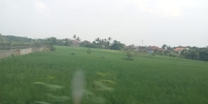 Areal persawahan di Desa Dangdeur yang jadi obyek pembebasan lahan oleh perusahaan pengembang perumahan. (Foto. atm)